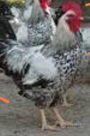 Gallo robusta maculata veneta