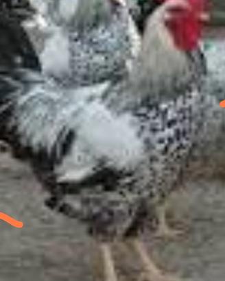 Gallo robusta maculata veneta