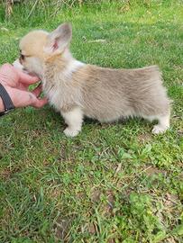 Welsh Corgi Pembroke