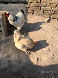 Galli e galline brahama