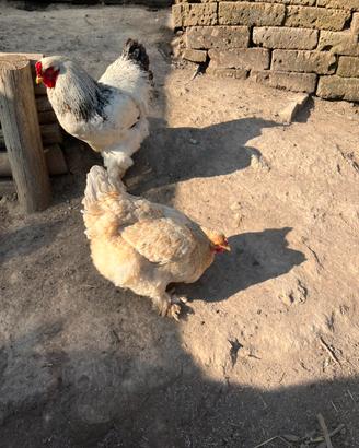 Galli e galline brahama