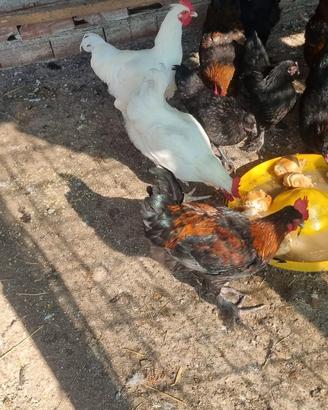 Marans