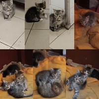 Regalasi gattini