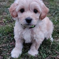 Maschietto maltipoo
