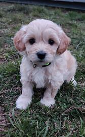 Maschietto maltipoo