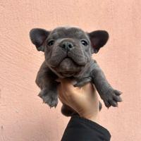 Bulldog francesi