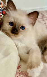 Cuccioli di birmano