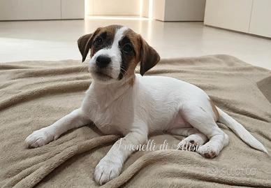 Femminuccia di Jack russell terrier con pedigree 