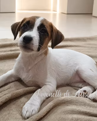 Femminuccia di Jack russell terrier con pedigree 