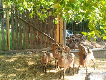 Pecore del Camerun branco completo