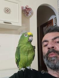 Amazzone fronte gialla