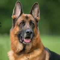 Addestratore cinofilo