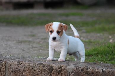 Maschietto Jack russell terrier