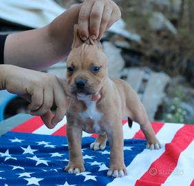 Pitbull UKC F