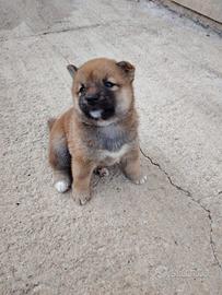 shiba inu maschietto 