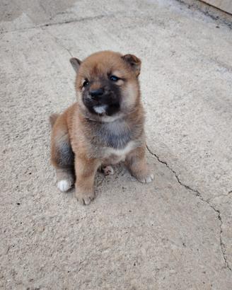 shiba inu maschietto 