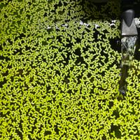 Piante acquario galleggianti