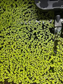 Piante acquario galleggianti