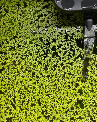 Piante acquario galleggianti