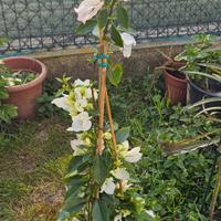 Bougainvillea bianca e rosa
