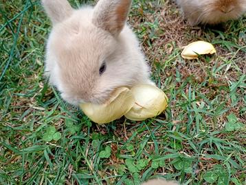 Coniglietto nani razza Ariete