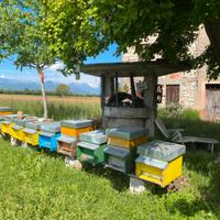 Nuclei e famiglie api