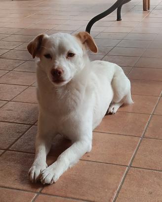 Cagnolino bianco