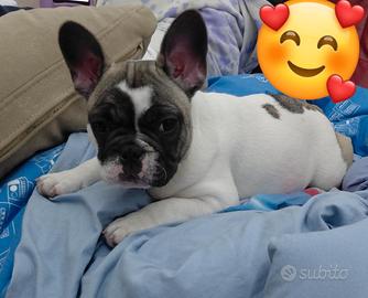 Bulldog francese femminuccia
