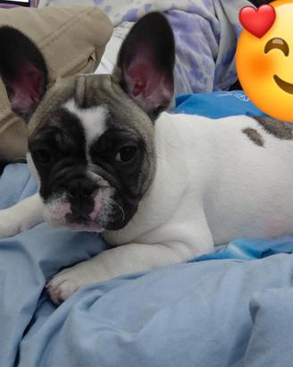 Bulldog francese femminuccia
