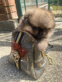 Spitz pomerania nano