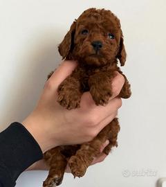 Barboncino toy