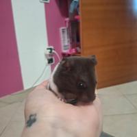 Criceti dorari