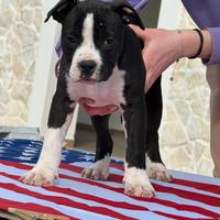 Ultimi cuccioli amstaff con pedigree enci