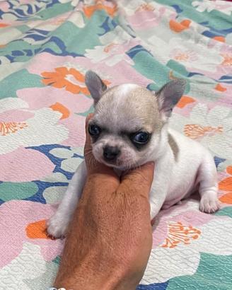 Chihuahua cucciolo con pedigree