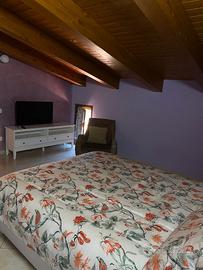 Beucarnea apartment
