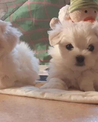 Maschietti Maltese toy