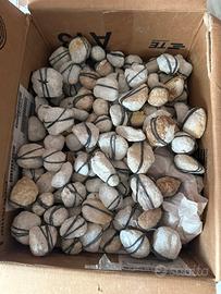 Geodi cristallo di rocca al pz