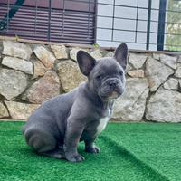 Bulldog francese