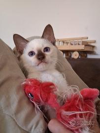 Siamese Thai gattini ipoallerhenici