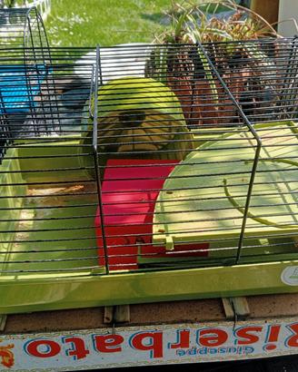 gabbia x criceti 