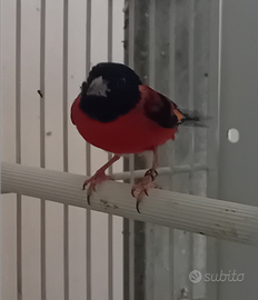 Cardinalini del Venezuela