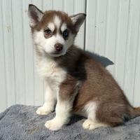 Siberian Husky pedigree
