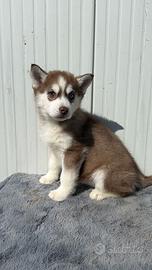 Siberian Husky pedigree