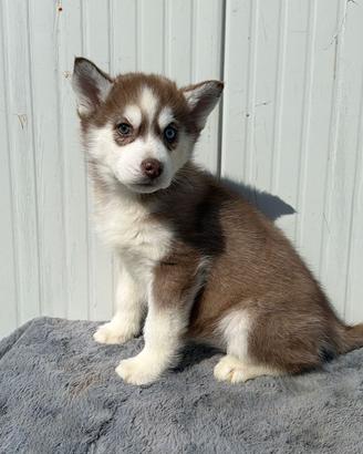 Siberian Husky pedigree