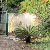 Cycas Revoluta in salute