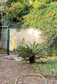 Cycas Revoluta in salute