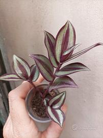 Tradescantia zebrina