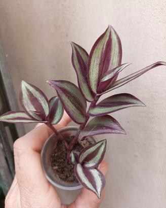 Tradescantia zebrina