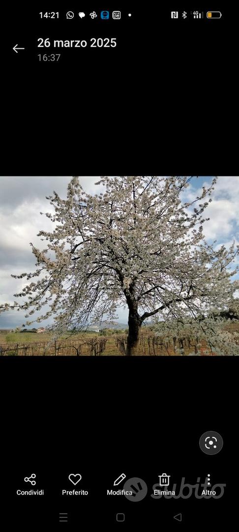 Terreno con rustico - Altro