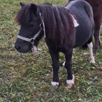 Pony femmina